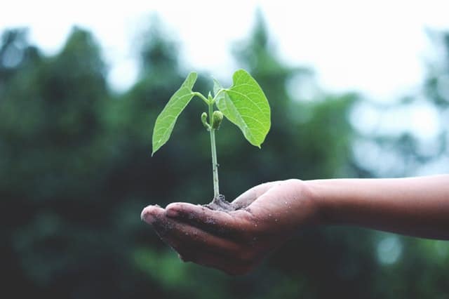 Child holding a plant 