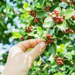 Person picking fruit off a tree