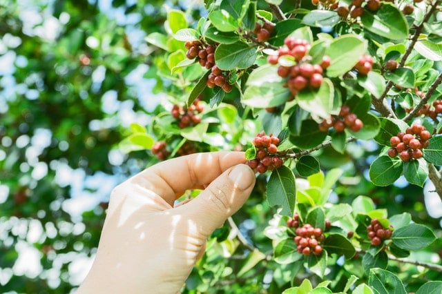 Person picking fruit off a tree 