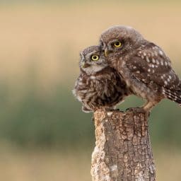 A parent owl and a baby owl sitting on a stump