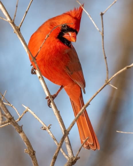A cardinal bird in a tree.