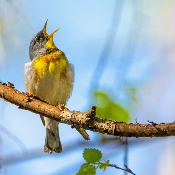 Northern Parula Warbler Singing yellow bird with a grey head sits on a branch. the sky is bright blue and the bird is in focus but the background is not. the bird has its head back and mouth open in song.